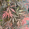 Acer palmatum 'Rainbow Sister'- Fächer-Ahorn - Acer palmatum 'Rainbow Sister'
