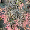 Acer palmatum 'Rainbow Sister'- Fächer-Ahorn - Acer palmatum 'Rainbow Sister'
