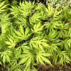 Acer palmatum 'Sister Ghost' - Fächer-Ahorn - Acer palmatum 'Sister Ghost'