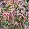 Acer palmatum 'Starfish' - Клён дланеви́дный - Acer palmatum 'Starfish'