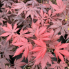 Acer palmatum 'Trompenburg' - Japanese maple - Acer palmatum 'Trompenburg'