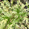Acer palmatum 'Ukigumo' - Клён дланеви́дный - Acer palmatum 'Ukigumo'