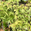 Acer palmatum 'Ukigumo' - Клён дланеви́дный - Acer palmatum 'Ukigumo'