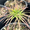 Acer palmatum 'Ukigumo' - Клён дланеви́дный - Acer palmatum 'Ukigumo'