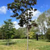 Acer platanoides 'Deborah' - Клён платаноли́стный - Acer platanoides 'Deborah'