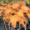 Acer platanoides 'Golden Globe' ; klon zwyczajny `Golden Globe` - Acer platanoides 'Golden Globe'