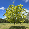 Acer platanoides 'Prigo' PRINCETON GOLD - Spitz-Ahorn - Acer platanoides 'Prigo' PRINCETON GOLD