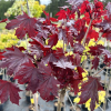 Acer platanoides 'Purple Globe' - klon zwyczajny - Acer platanoides 'Purple Globe'