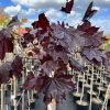 Acer platanoides 'Royal Red' - Norway maple - Acer platanoides 'Royal Red'