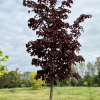 Acer platanoides 'Royal Red' - klon zwyczajny ; klon pospolity - Acer platanoides 'Royal Red'