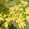 Acer pseudoplatanus 'Brilliantissimum' - klon jawor - Acer pseudoplatanus  'Brilliantissimum'