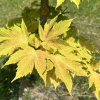 Acer pseudoplatanus 'Brilliantissimum' - klon jawor - Acer pseudoplatanus  'Brilliantissimum'