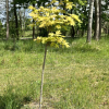 Acer pseudoplatanus 'Brilliantissimum' - klon jawor - Acer pseudoplatanus  'Brilliantissimum'