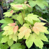 Acer pseudoplatanus 'Leat's Cottage' - Sycamore Maple - Acer pseudoplatanus 'Leat's Cottage'