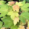 Acer pseudoplatanus 'Leat's Cottage' - klon jawor - Acer pseudoplatanus 'Leat's Cottage'