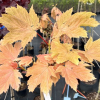 Acer pseudoplatanus 'Prinz Hadjery' - Sycamore Maple - Acer pseudoplatanus 'Prinz Hadjery'