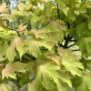 Acer pseudoplatanus  'Sunshine' - Sycamore Maple - Acer pseudoplatanus  'Sunshine'
