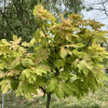 Acer pseudoplatanus  'Sunshine' - Sycamore Maple - Acer pseudoplatanus  'Sunshine'