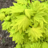 Acer shirasawanum 'Aureum'- klon Shirasawy - Acer shirasawanum 'Aureum' ; Acer japonicum  var. aureum