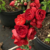 Chaenomeles speciosa 'Scarlet Storm' -  Chinesische Zierquitte - Chaenomeles speciosa 'Scarlet Storm'