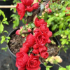 Chaenomeles speciosa 'Scarlet Storm' -  Flowering quince - Chaenomeles speciosa 'Scarlet Storm'