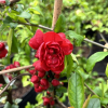 Chaenomeles speciosa 'Scarlet Storm' -  Chinesische Zierquitte - Chaenomeles speciosa 'Scarlet Storm'