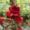 Chaenomeles speciosa 'Scarlet Storm' -  Chinesische Zierquitte - Chaenomeles speciosa 'Scarlet Storm'