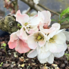 Chaenomeles speciosa 'Apple Blossom'- pigwowiec okazały - Chaenomeles speciosa 'Apple Blossom'