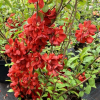 Chaenomeles x superba 'Andenken an Karl Ramcke' -  Japanese quince - Chaenomeles x superba' Andenken an Karl Ramcke'