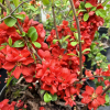 Chaenomeles x superba 'Andenken an Karl Ramcke' -  Japanese quince - Chaenomeles x superba' Andenken an Karl Ramcke'
