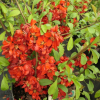 Chaenomeles x superba 'Andenken an Karl Ramcke' -  Japanese quince - Chaenomeles x superba' Andenken an Karl Ramcke'