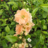 Chaenomeles x superba 'Cameo' - Japanese Quince - Chaenomeles x superba 'Cameo'