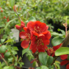 Chaenomeles x superba 'Crimson and Gold'- Japanese quince - Chaenomeles x superba 'Crimson and Gold'