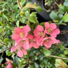 Chaenomeles x superba 'Pink Lady'- Japanese quince - Chaenomeles x superba 'Pink Lady'