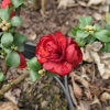 Chaenomeles speciosa 'Scarlet Storm' -  Flowering quince - Chaenomeles speciosa 'Scarlet Storm'