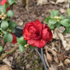 Chaenomeles speciosa 'Scarlet Storm' -  Chinesische Zierquitte - Chaenomeles speciosa 'Scarlet Storm'