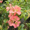 Chaenomeles x superba 'Pink Lady'- Japanese quince - Chaenomeles x superba 'Pink Lady'