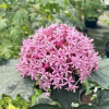 Clerodendrum bungei - Клеродендрум Бунге - Clerodendrum bungei