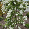 Exochorda racemosa 'The Bride' - obiela groniasta - Exochorda racemosa 'The Bride'