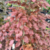 Fagus sylvatica 'Atropurpurea' - buk zwyczajny ; buk pospolity - Fagus sylvatica 'Atropurpurea' ; Fagus sylvatica var. purpurea