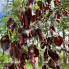 Fagus sylvatica 'Black Swan' - Gemeine Buche ; Rot-Buche - Fagus sylvatica  'Black Swan'