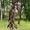 Fagus sylvatica 'Black Swan' - European Beech - Fagus sylvatica  'Black Swan'