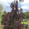 Fagus sylvatica 'Black Swan' - European Beech - Fagus sylvatica  'Black Swan'