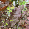 Fagus sylvatica 'Dawyck Purple' - European Beech - Fagus sylvatica 'Dawyck Purple'