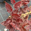 Fagus sylvatica 'Red Obelisk' - buk pospolity - Fagus sylvatica 'Red Obelisk'