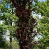 Fagus sylvatica 'Red Obelisk' - buk pospolity - Fagus sylvatica 'Red Obelisk'