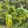 Laburnum x watereri 'Vossii'- Edelgoldregen  Vossii - Laburnum x watereri 'Vossii'