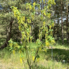 Laburnum x watereri 'Vossii' - złotokap Waterea - Laburnum x watereri 'Vossii'