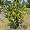 Laburnum x watereri 'Vossii'-Goldenchain Tree - Laburnum x watereri 'Vossii'