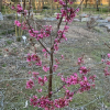 Prunus 'Collingwood Ingram' - Kirsche - Prunus 'Collingwood Ingram'
